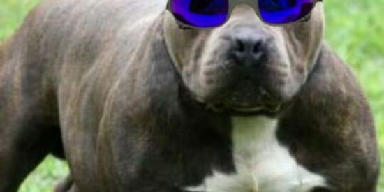 Imagem do grupo de WhatsApp Free Fire  campeonato🙈