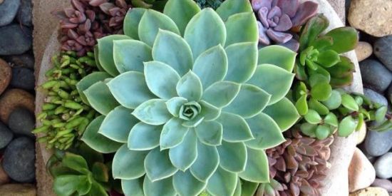 Imagem do grupo de WhatsApp Um amor chamado suculenta