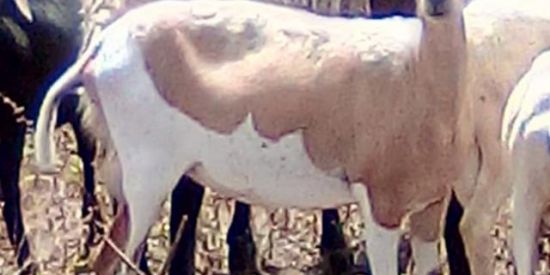 Imagem do grupo de WhatsApp RIFA DE UMA OVELHA 💥🐑