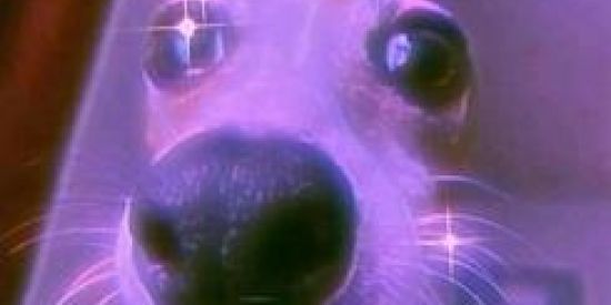 Imagem do grupo de WhatsApp 😎🤏🏼figurinhas e bate papo😎