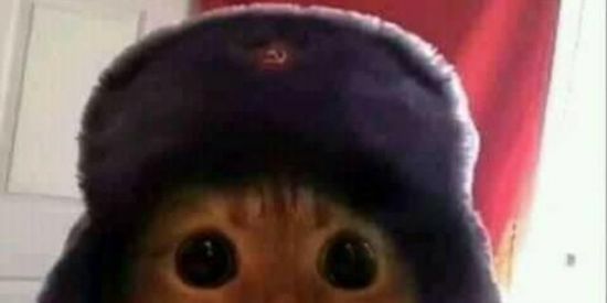 Imagem do grupo de WhatsApp 🦧Sԋιƚʂ Rҽɳҽɠαԃσʂ🐒