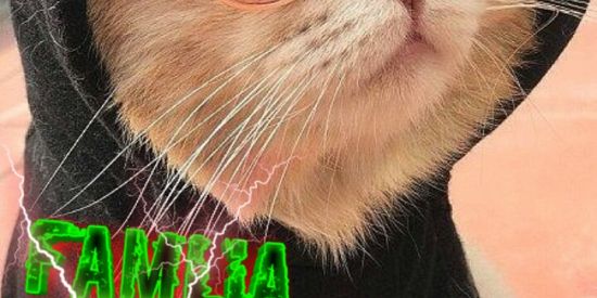 Imagem do grupo de WhatsApp ◇   ꦿ⃟Fᴀᴍíʟɪᴀ ⓵ BKꦂ⃟  ⃢🔥