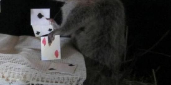 Imagem do grupo de WhatsApp o auge