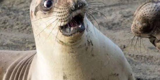 Imagem do grupo de WhatsApp Memes