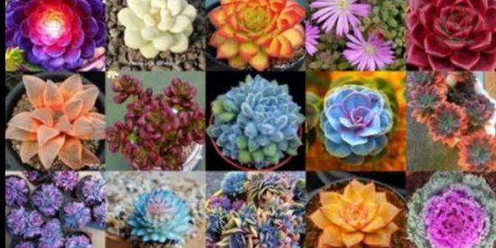 Imagem do grupo de WhatsApp Tudo sobre suculentas🪴🌵