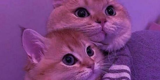 Imagem do grupo de WhatsApp 💖| Recɾutɑɱeƞtσ | Lᥴ'⳽| 🍭