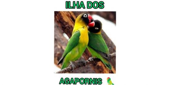 Imagem do grupo de WhatsApp ILHA DOS AGAPORNIS 🦜