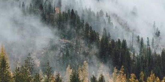 Imagem do grupo de WhatsApp Forest Views • ⛓️🌾