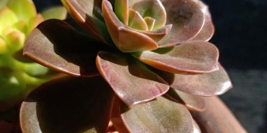 Imagem do grupo de WhatsApp 🌵Suculentas e cactos🌵