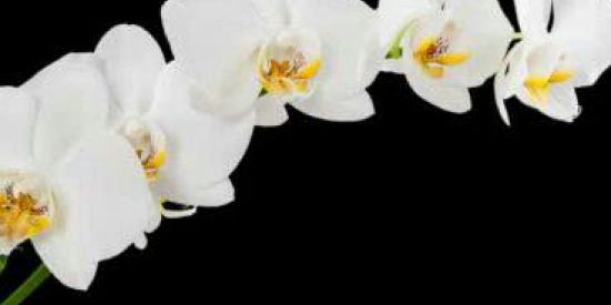 Imagem do grupo de WhatsApp Fundação Orquídea Branca