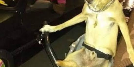 Imagem do grupo de WhatsApp MEMES e os KRL$💎🤩