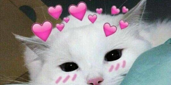 Imagem do grupo de WhatsApp Gatas elas 🐱