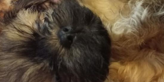 Imagem do grupo de WhatsApp Figurinhas só entra