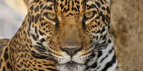 Imagem do grupo de WhatsApp LISTA DE ESPERA!!!