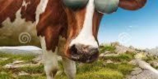 Imagem do grupo de WhatsApp e trouxa🐂