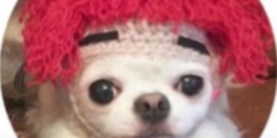 Imagem do grupo de WhatsApp Pinguim nas Américas🐧🌏