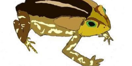 Imagem do grupo de WhatsApp bufus regularis