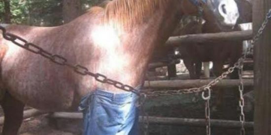 Imagem do grupo de WhatsApp Cavalo de calça