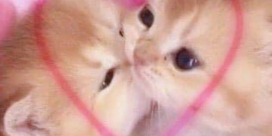 Imagem do grupo de WhatsApp Namoro e Amizades