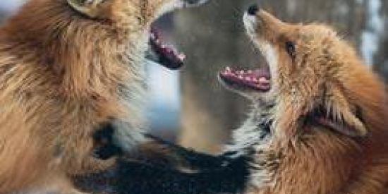 Imagem do grupo de WhatsApp Ü༺IMPERIO DE FIGURINHAS༻Ü