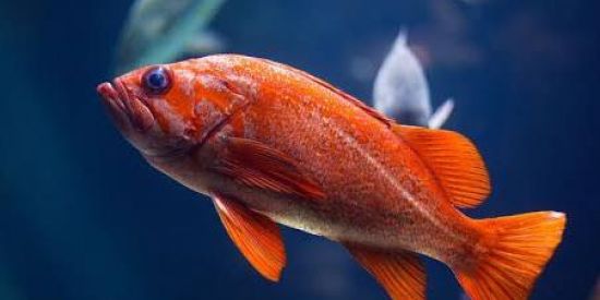 Imagem do grupo de WhatsApp Viciados em aquarismo🐠🦞🐟