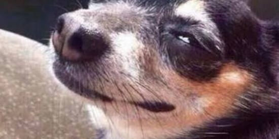 Imagem do grupo de WhatsApp 🇺🇸 CALIFÓRNIA M3M3 🇬🇮