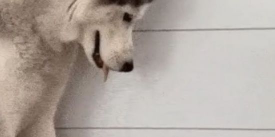 Imagem do grupo de WhatsApp grυρσ ∂σ נαciทτσ ρiทτσ 😈