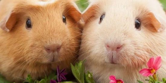 Imagem do grupo de WhatsApp " Roedores🤍🐹"