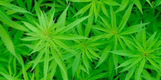 Imagem do grupo de WhatsApp Smoke Buddies🍁