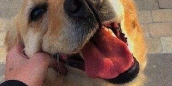 Imagem do grupo de WhatsApp Figurinhas🎈🎡