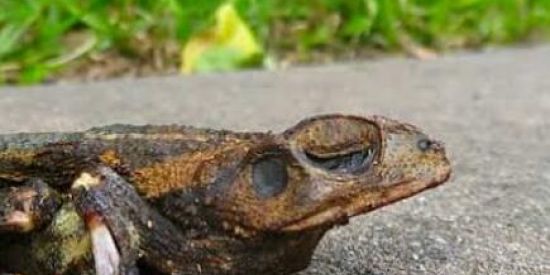 Imagem do grupo de WhatsApp Festa na árvore 🥵