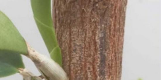 Imagem do grupo de WhatsApp Cultivando Orquídeas