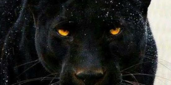 Imagem do grupo de WhatsApp 🥶ꜰᴀᴄᴄᴀᴏ ᴘᴀɴᴛᴇʀᴀ🧐