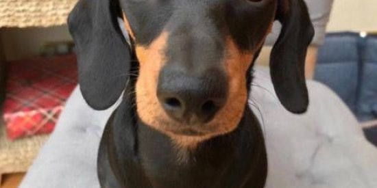 Imagem do grupo de WhatsApp Amor aos animais ❤️