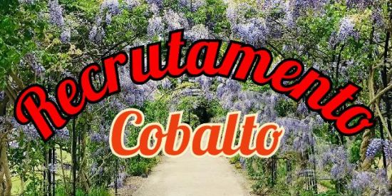 Imagem do grupo de WhatsApp 🐺 RECRUTAMENTO COBALTO 🐺1