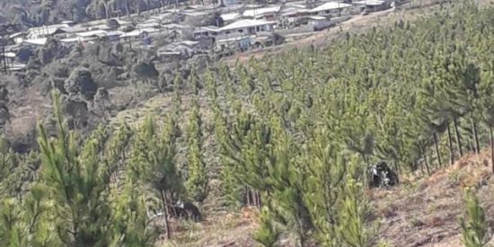 Imagem do grupo de WhatsApp Javaski no cmd🤘🏻