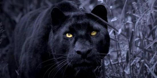 Imagem do grupo de WhatsApp Recrutamento⚔️🔥