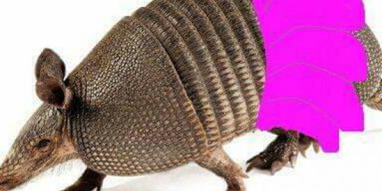 Imagem do grupo de WhatsApp Anonaminados