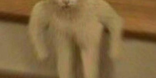 Imagem do grupo de WhatsApp Fofoca