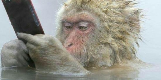 Imagem do grupo de WhatsApp Shit_da_mandioca 🐒 🚩