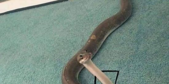 Imagem do grupo de WhatsApp Zuera total