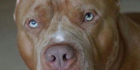 Imagem do grupo de WhatsApp Black White Kennel🇧🇷