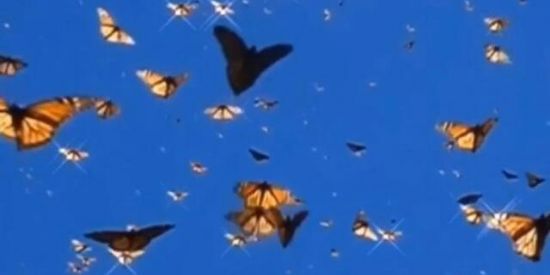 Imagem do grupo de WhatsApp ⚡✨Miraculous✨⚡ rpg