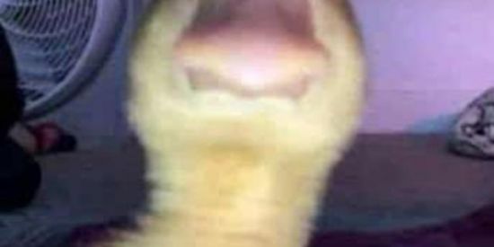 Imagem do grupo de WhatsApp 🥶፝⃟ 拉屎 ☭SKUNK ᜴ 🥵  卍