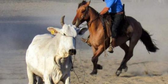 Imagem do grupo de WhatsApp cavalgadas🐎RS