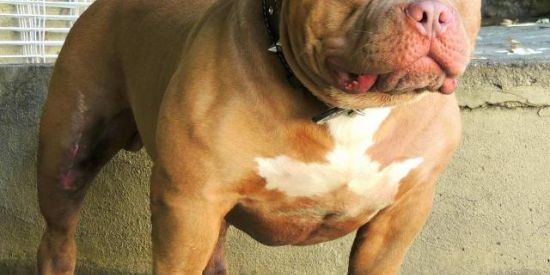 Imagem do grupo de WhatsApp Bonde do tigrão