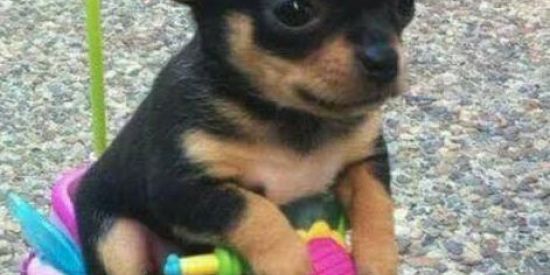 Imagem do grupo de WhatsApp Tente não  rir