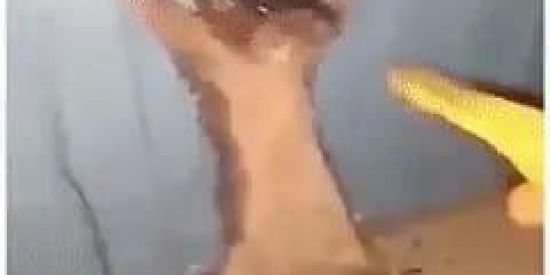 Imagem do grupo de WhatsApp SHIT 2.0👺🤡