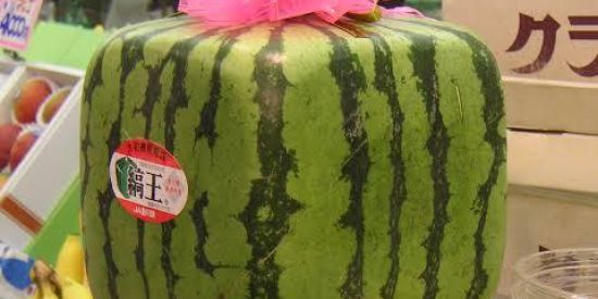 Imagem do grupo de WhatsApp Bambu