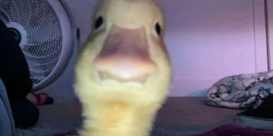 Imagem do grupo de WhatsApp Hospício-dos-malukos